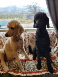 Holly's Poodles