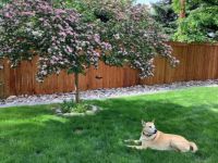 Bree under Thornless Cockspur Hawthorn