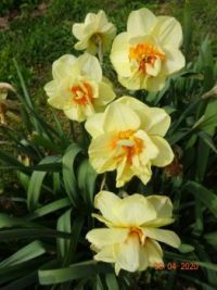 Narcis (Narcissus)