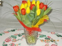 tulipánů