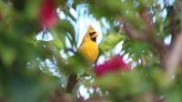 Yellow Cardinal - Extremely Rare