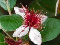 Flower from the pineapple guava plant