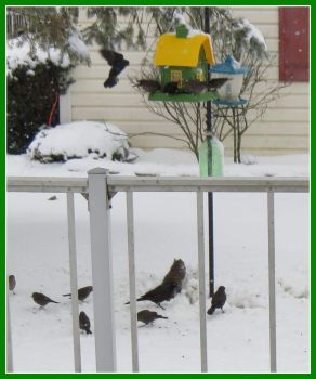 Busy bird feeders this week.
