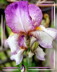 💜🌾 Irises 🌾💜