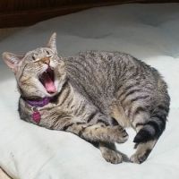 Yawn! (L)