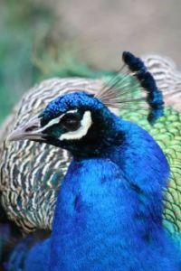 PEACOCK BEACON HILL PARK