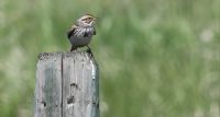 Savannah Sparrow