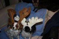 Funniest-Looking Reindeer Ever!