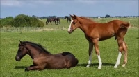foals