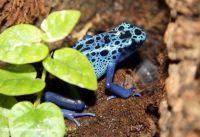 blue dart frog