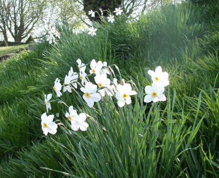 Narcissi