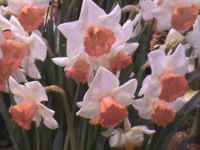 Salome Daffodils