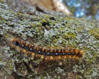 Caterpillar on oak trunk
