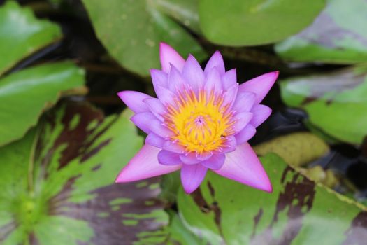 Purple Water Flower