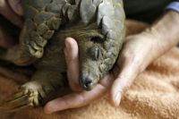 Pangolin rescued from poachers Denis Farrell
