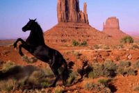 Horse in Canyon