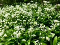 Ramsons / Wild Garlic