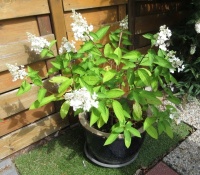 Hydrangea "Pinky Winky"