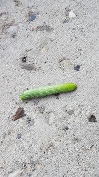Hornworm