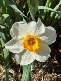 Daffodil in Salt Lake City