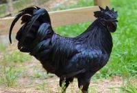 Indonesia Black Chicken, Cemani