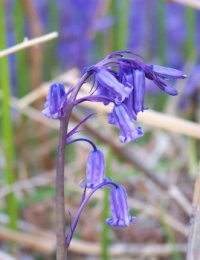 Bluebell