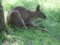 Gorge Wildlife Park Wallaby