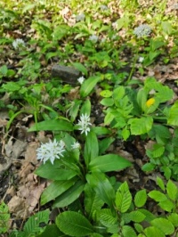 Bärlauch / wild garlic