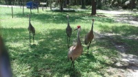 Sandhill Cranes 7-10-25