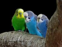 Pretty parakeets