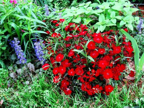 ajuga in spring with dianthus