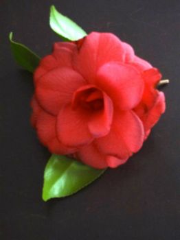 Audrey's camellia (Mimi's neighbor) Picture taken today.
