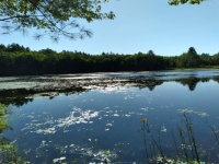 lake on a sunny day v.2