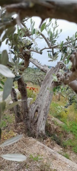 Ancient olive tree