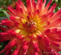 Dahlia