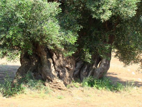 Lovely old olive tree
