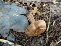 Mushrooms: This one toppled over, or was 'run over'!
