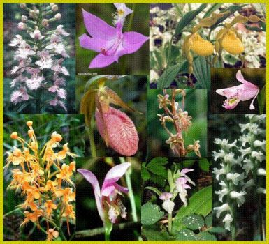 orchids of RI