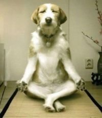 Yoga dog 2