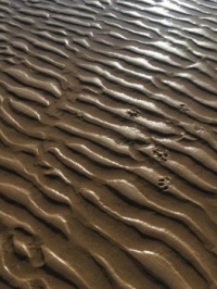 27654921_10155782744700100_9075295552627736787_n