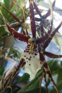 Orchids in March