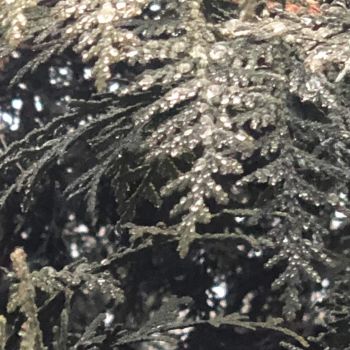 Morning dew on the arborvitae