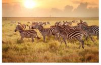 Zebras on the Move