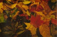Autumn leaves, New Hampshire, USA