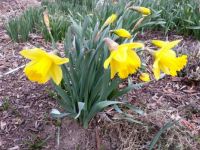 single daffodils 2