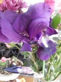 T's first Iris