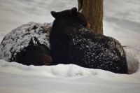 Black-bears-winter-snow-sleeping_-_West_Virginia_-_ForestWander