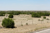 Southeastern Colorado's Main Crops--Short Grass, Cholla, Juniper and Pinon