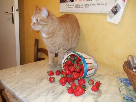 le chat et les fraises