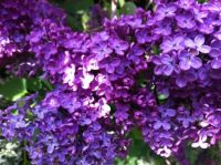 Lilac in the springtime